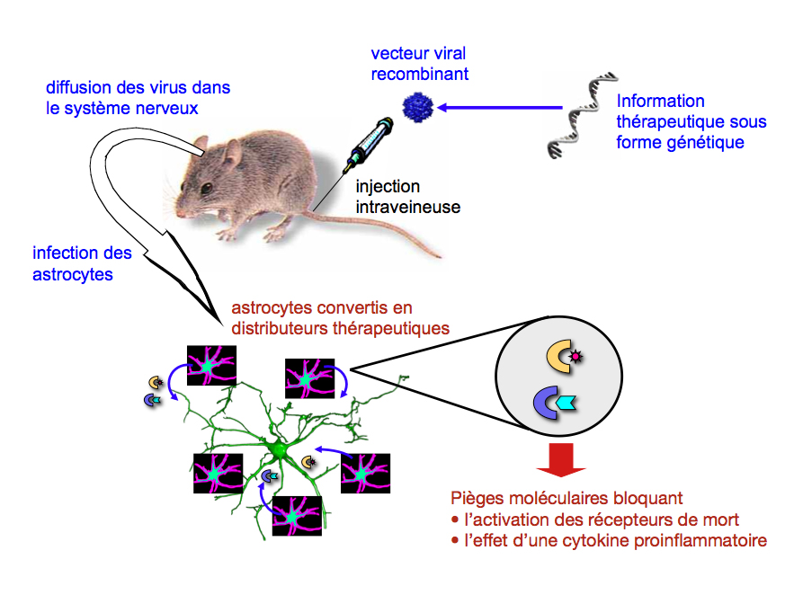 astrocyte, recherche, signalisation, SLA, thérapie génique, maladie de Charcot, Sclérose latérale amyotrophique