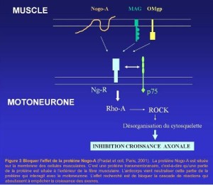 Fig3