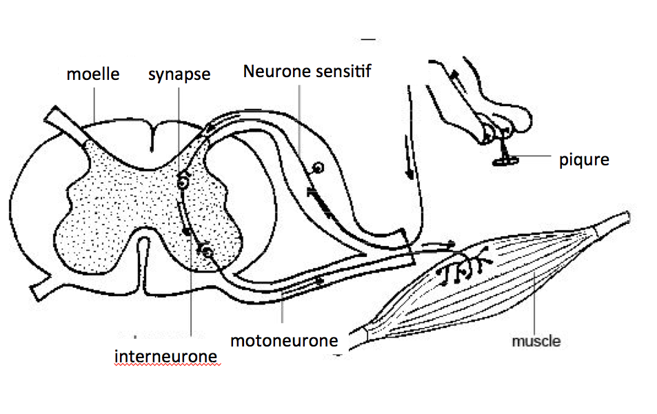 AS 12 fig2