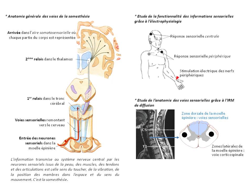 AS n12 Fig1 méthodes étude voies sensitives