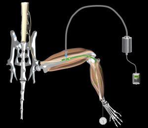 Greensmith Schéma muscle