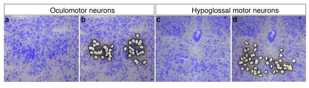 Hedlund figure 2